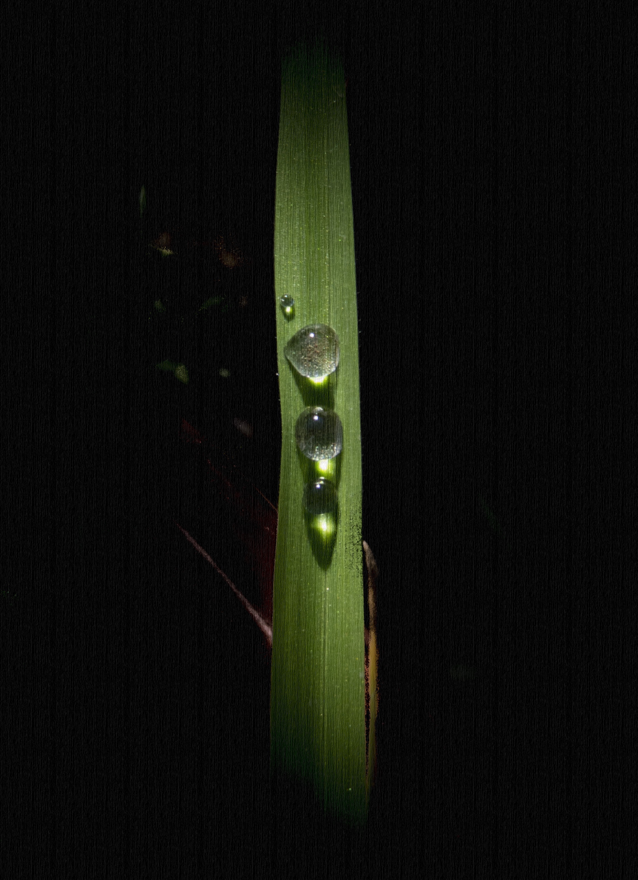 Gotas después de la lluvia...  — foto de @Joe Madueño Ph en el concurso de Fotomica