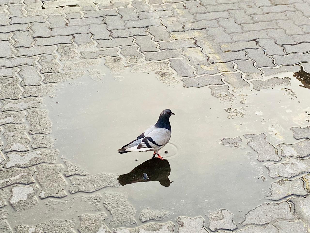 Patitas al agua — foto de @magdalenamezape@icloud.com en el concurso de Fotomica