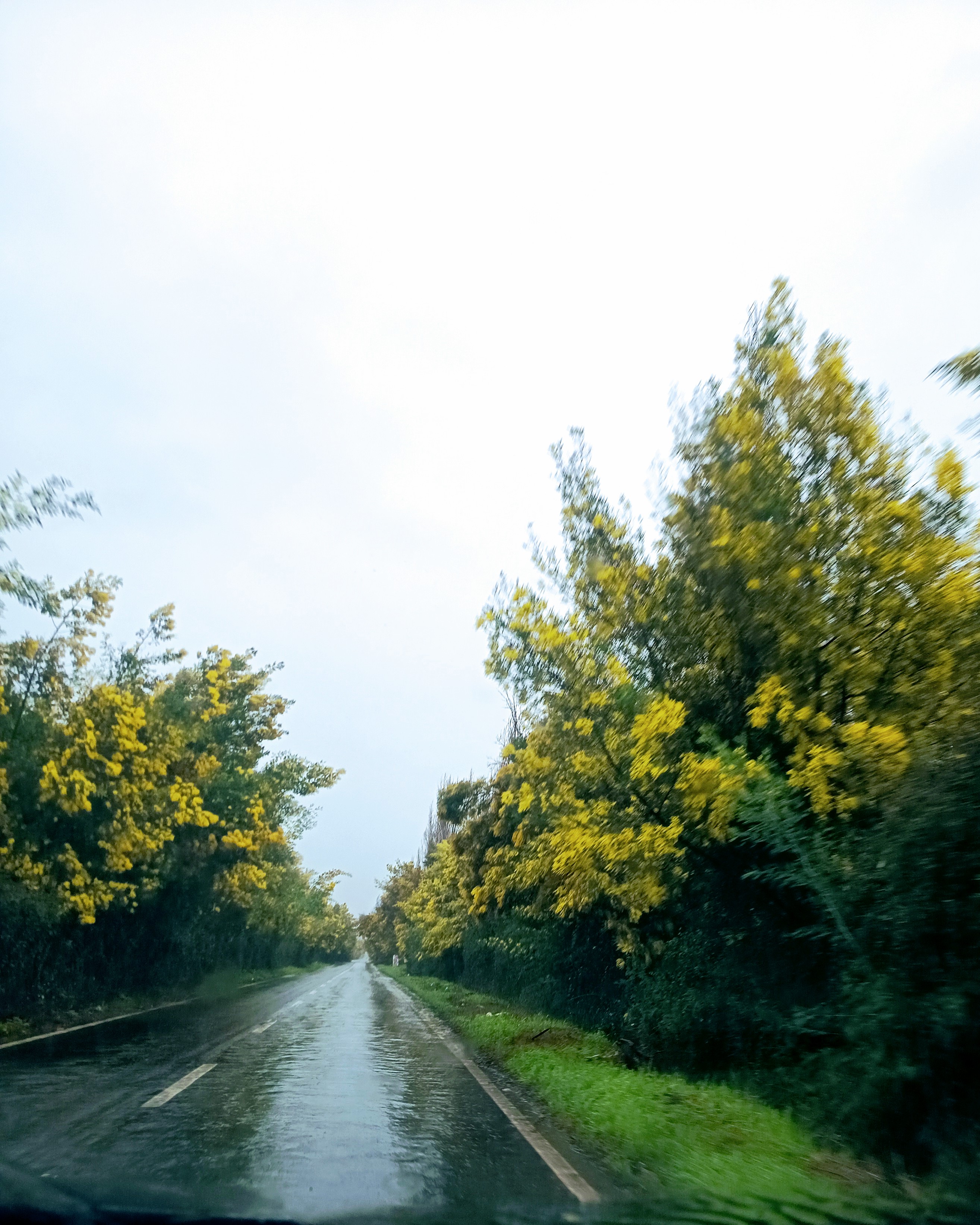 Dónde Nacen los Aromos  — foto de @Oddy en el concurso de Fotomica