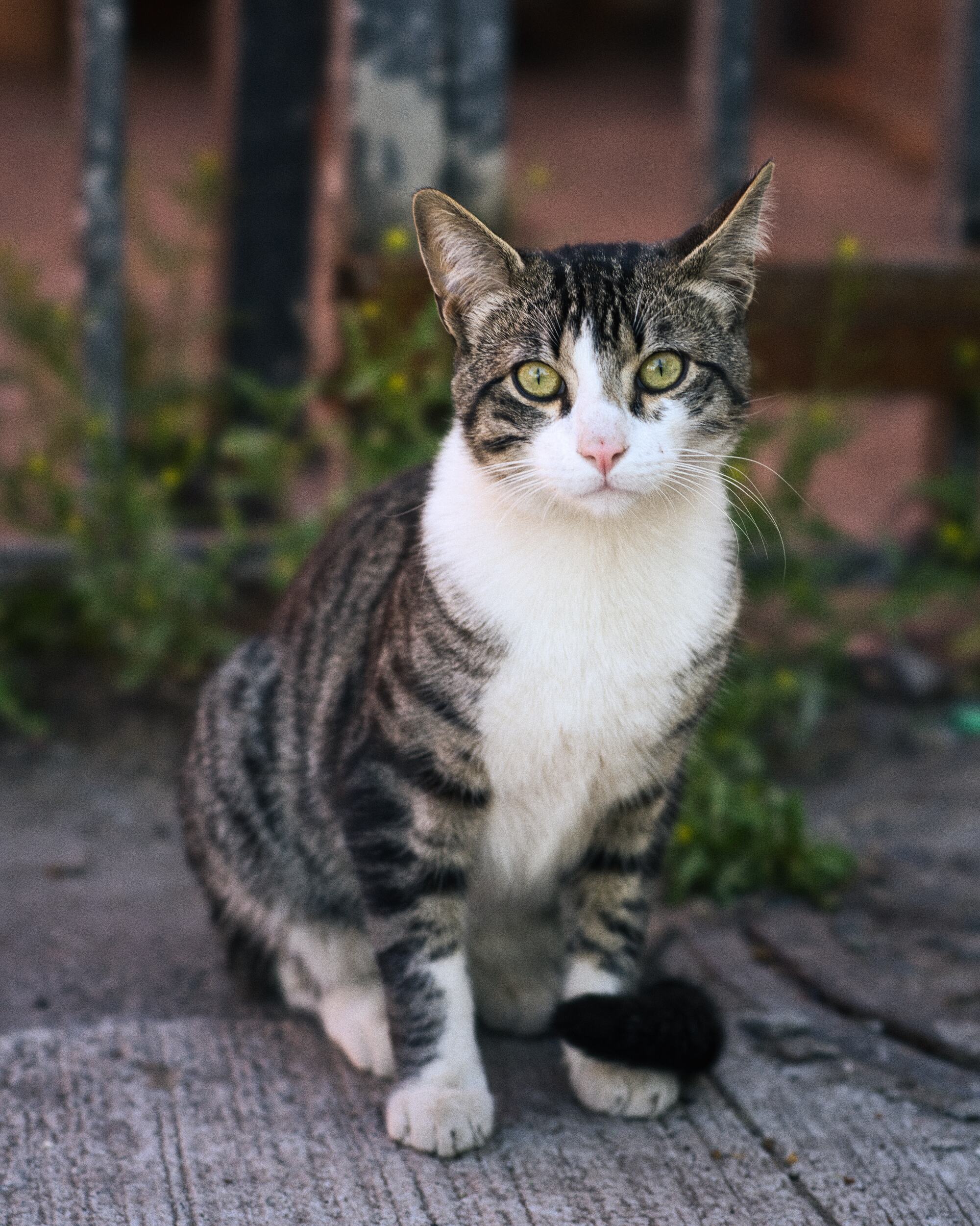 Gato — foto de @jcur en el concurso de Fotomica