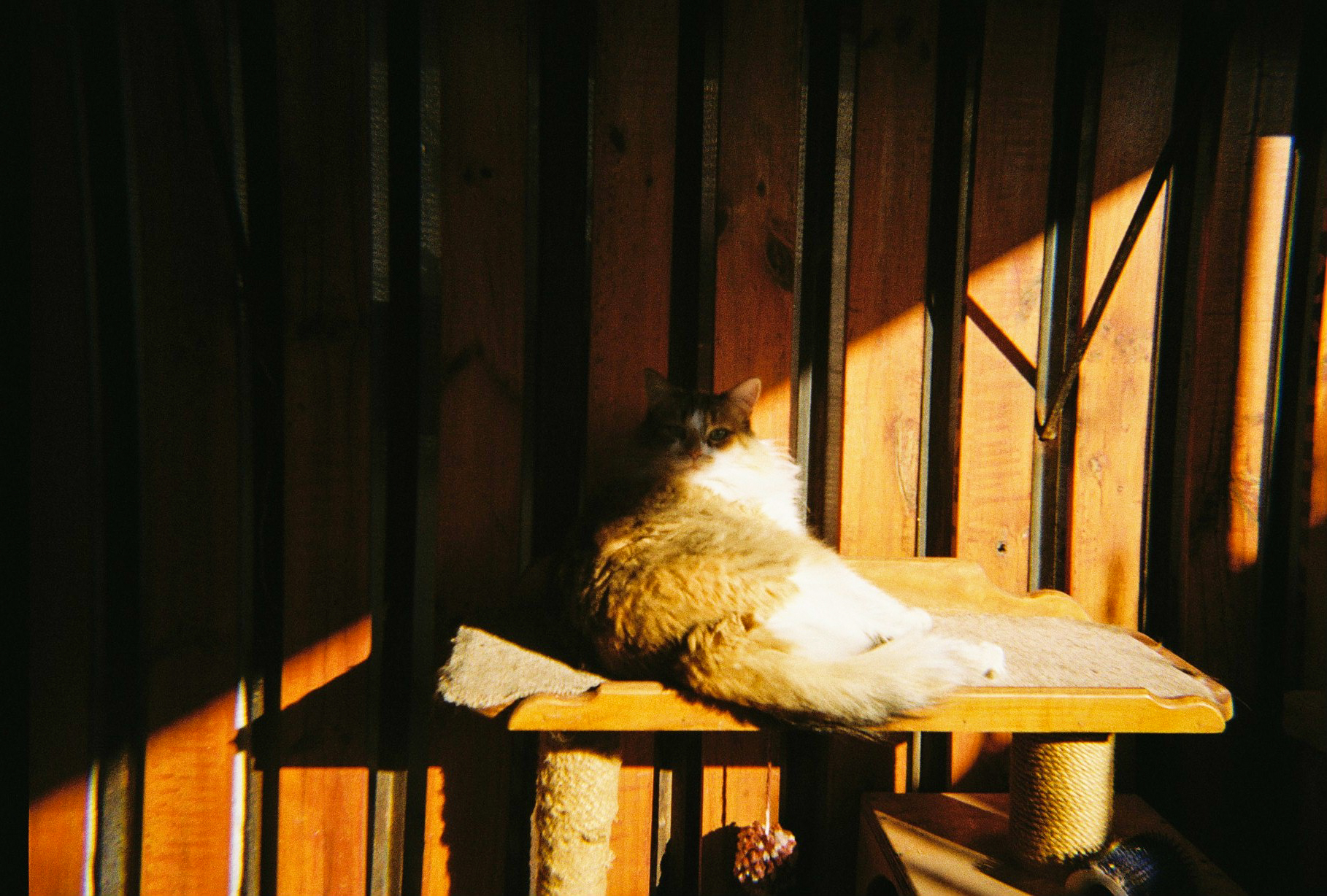 Diana — foto de @des.bordarse en el concurso de Fotomica