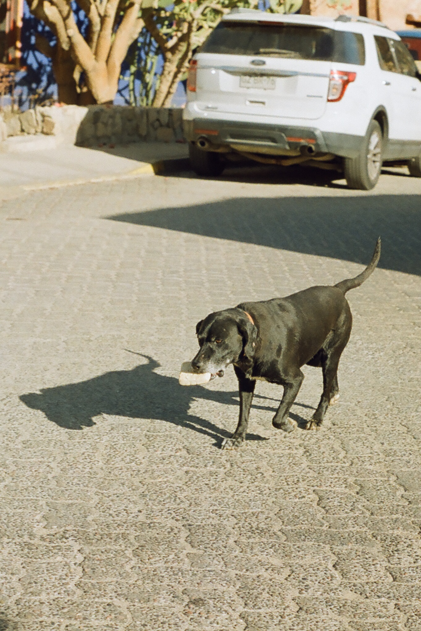 Perro Pan — foto de @mandanira en el concurso de Fotomica