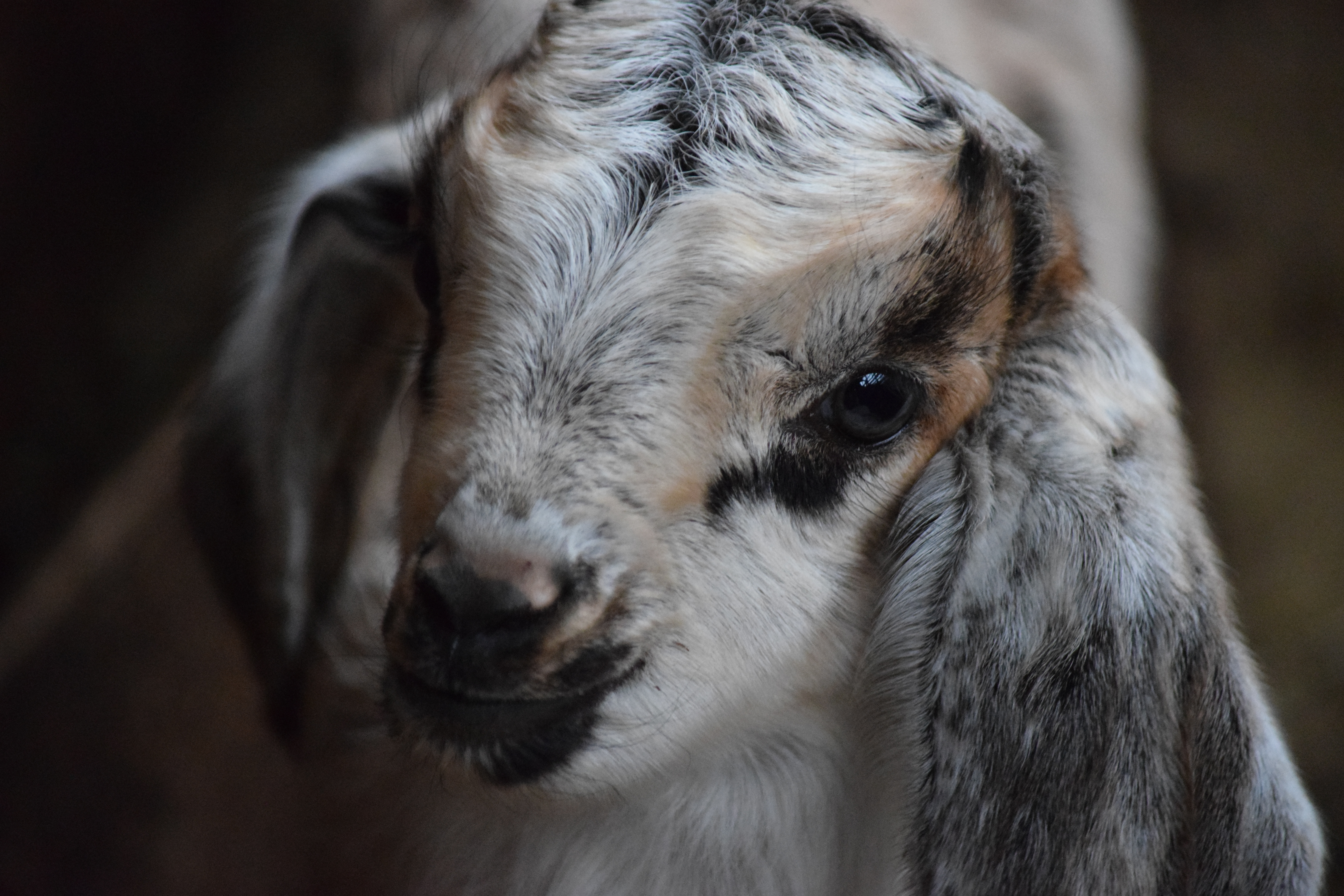 La simpleza de lo vivo — foto de @CRX en el concurso de Fotomica