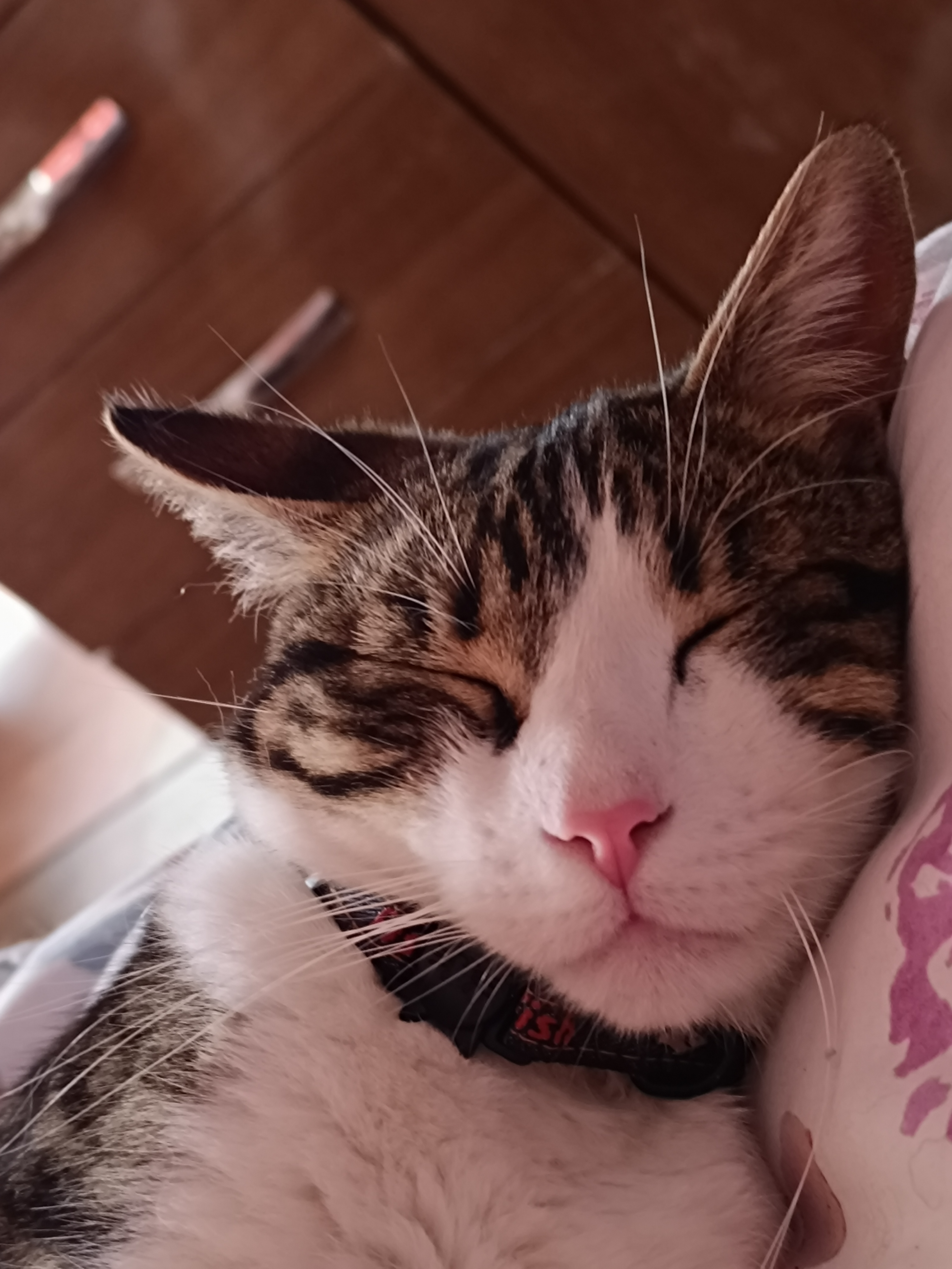 Gato gordo — foto de @jose_omal en el concurso de Fotomica