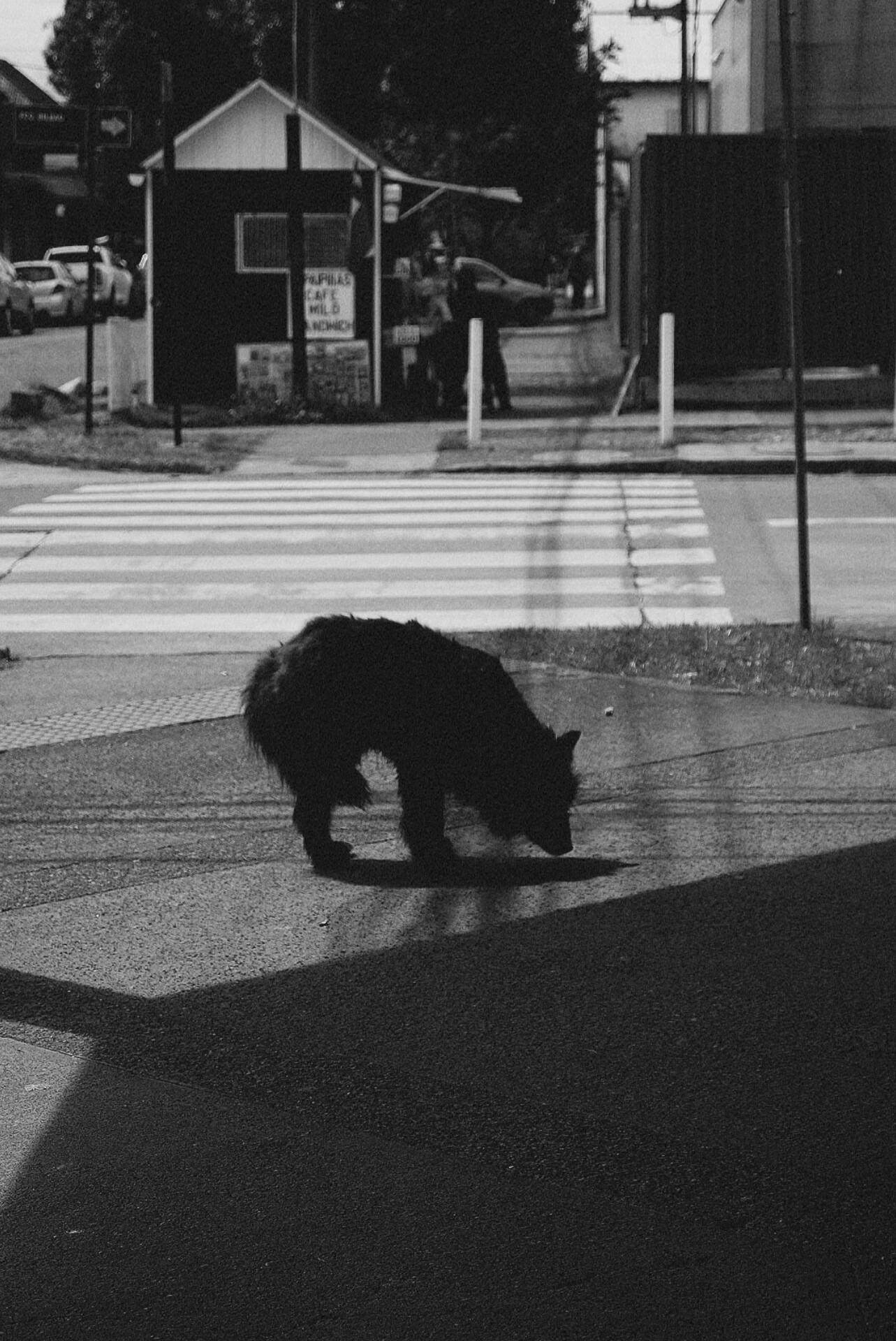 Reinterpretación del perro callejero  — foto de @Daniel Valderrama  en el concurso de Fotomica