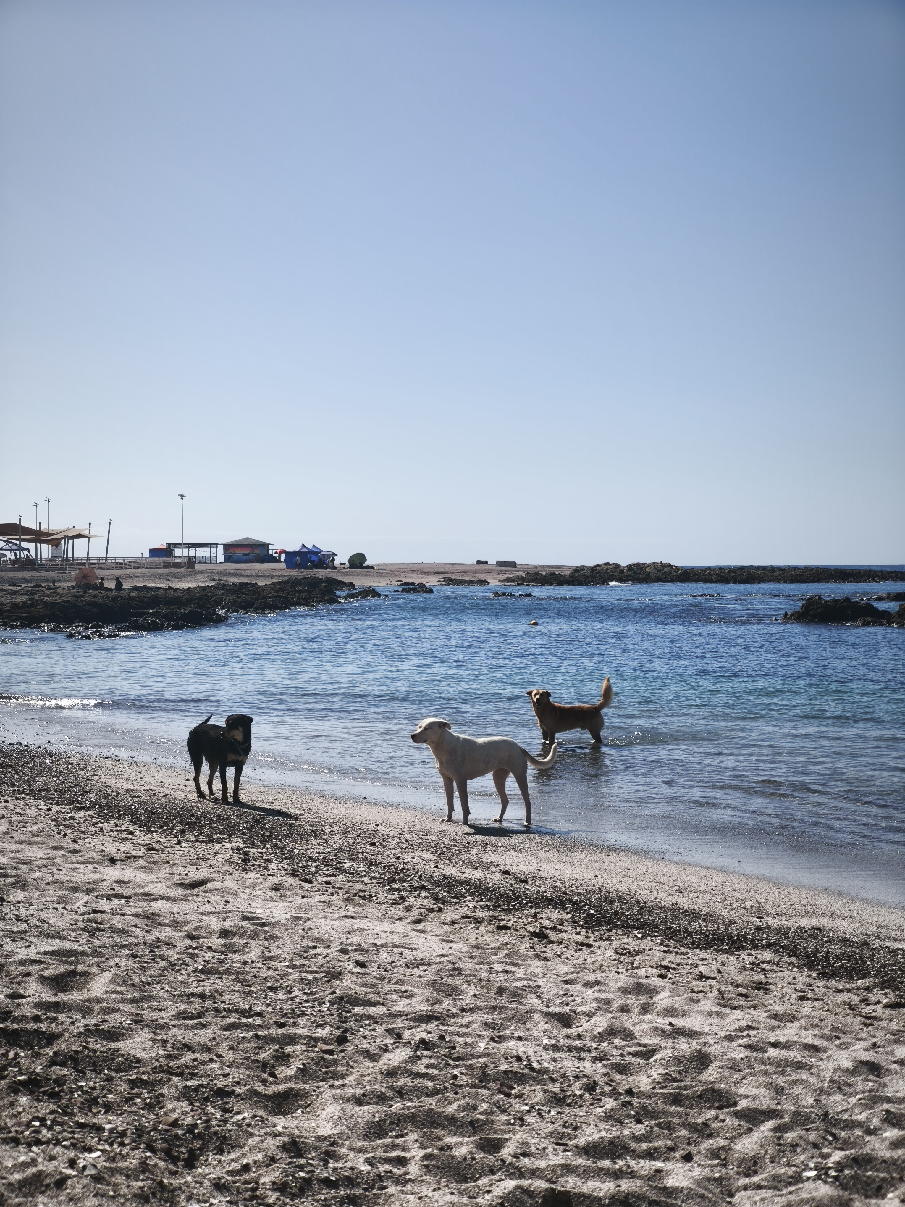 Guardianes del océano — foto de @Eveleichon en el concurso de Fotomica