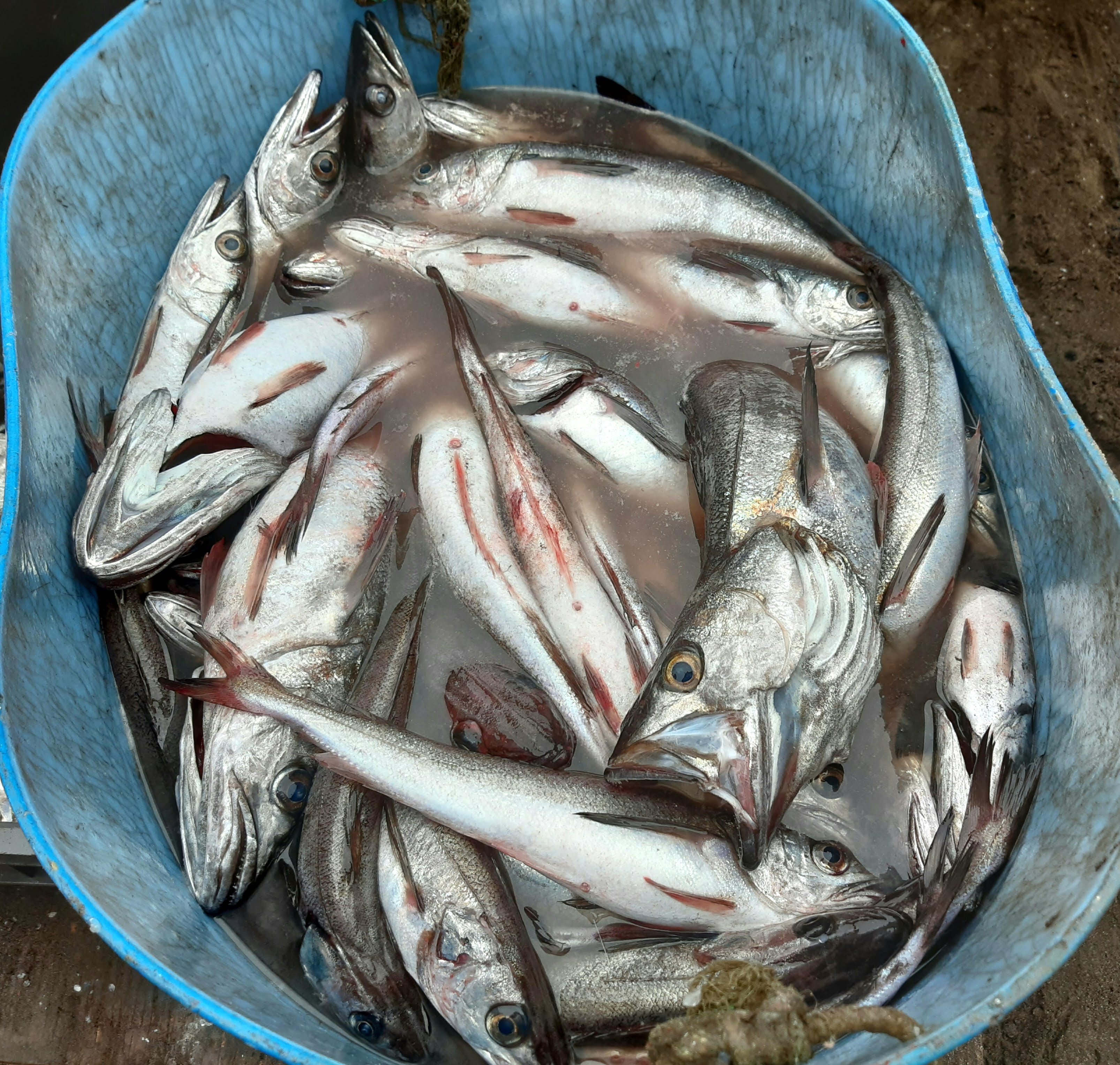 Pesca del día — foto de @pupierrazuriz@gmail.com en el concurso de Fotomica