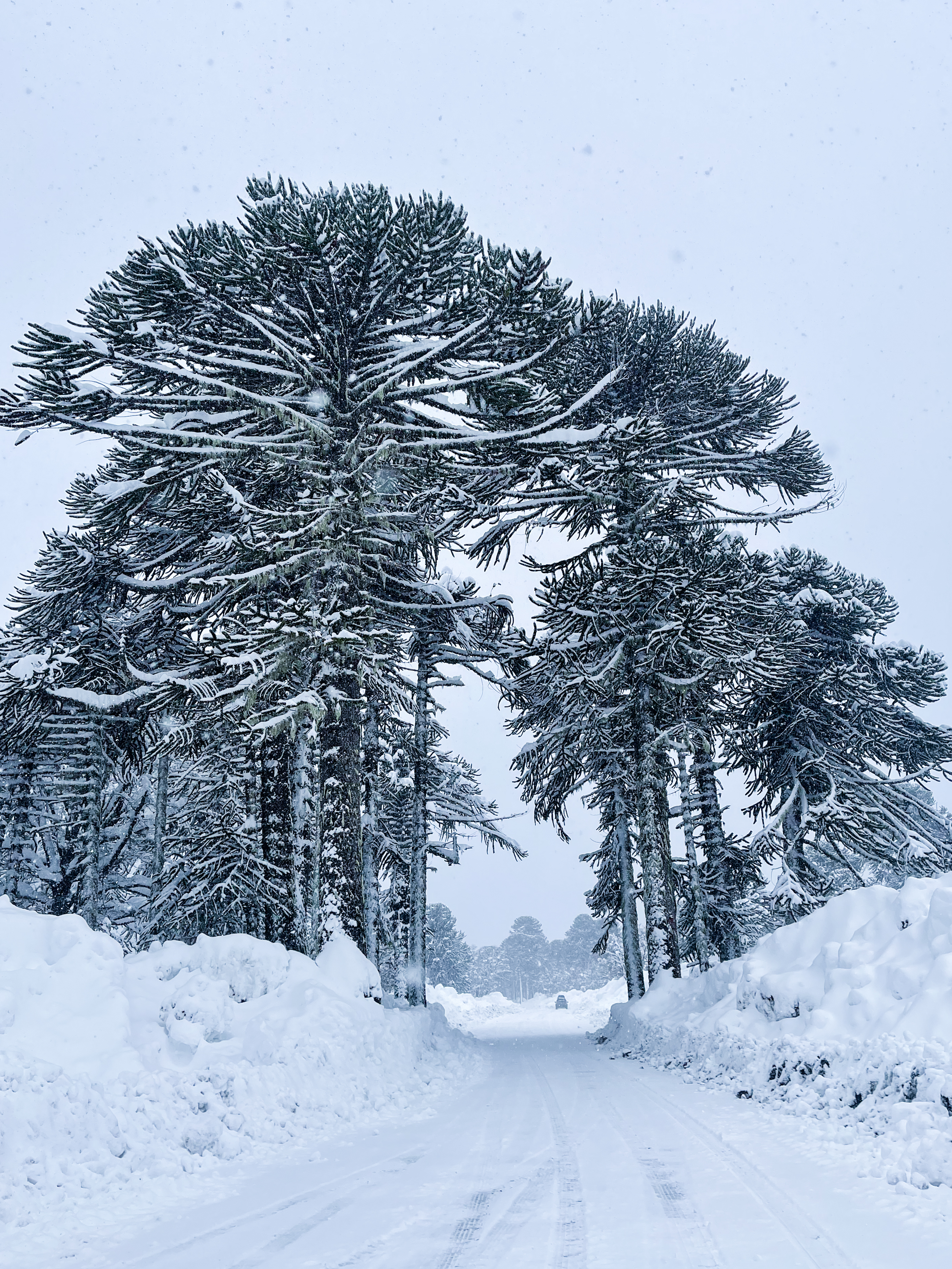 Invierno eterno  — foto de @Marco gonzalez  en el concurso de Fotomica