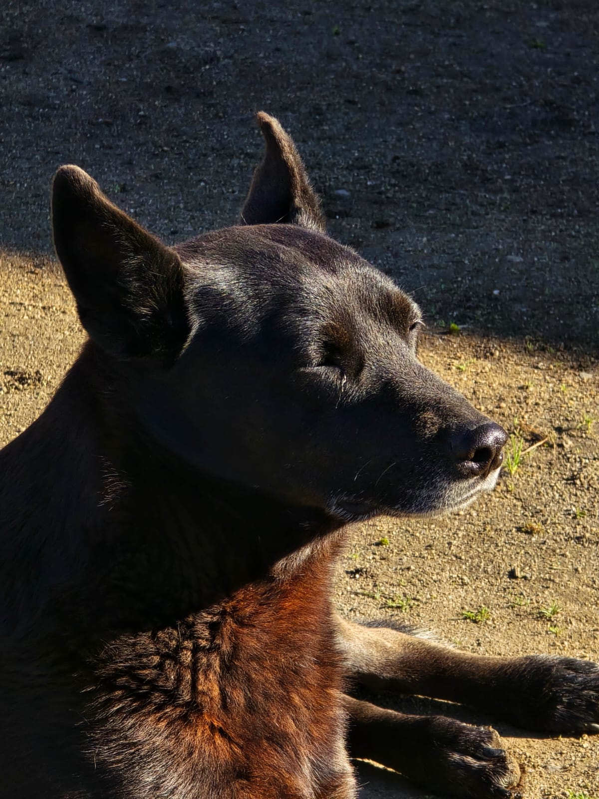 Negrita al sol — foto de @umbra131 en el concurso de Fotomica