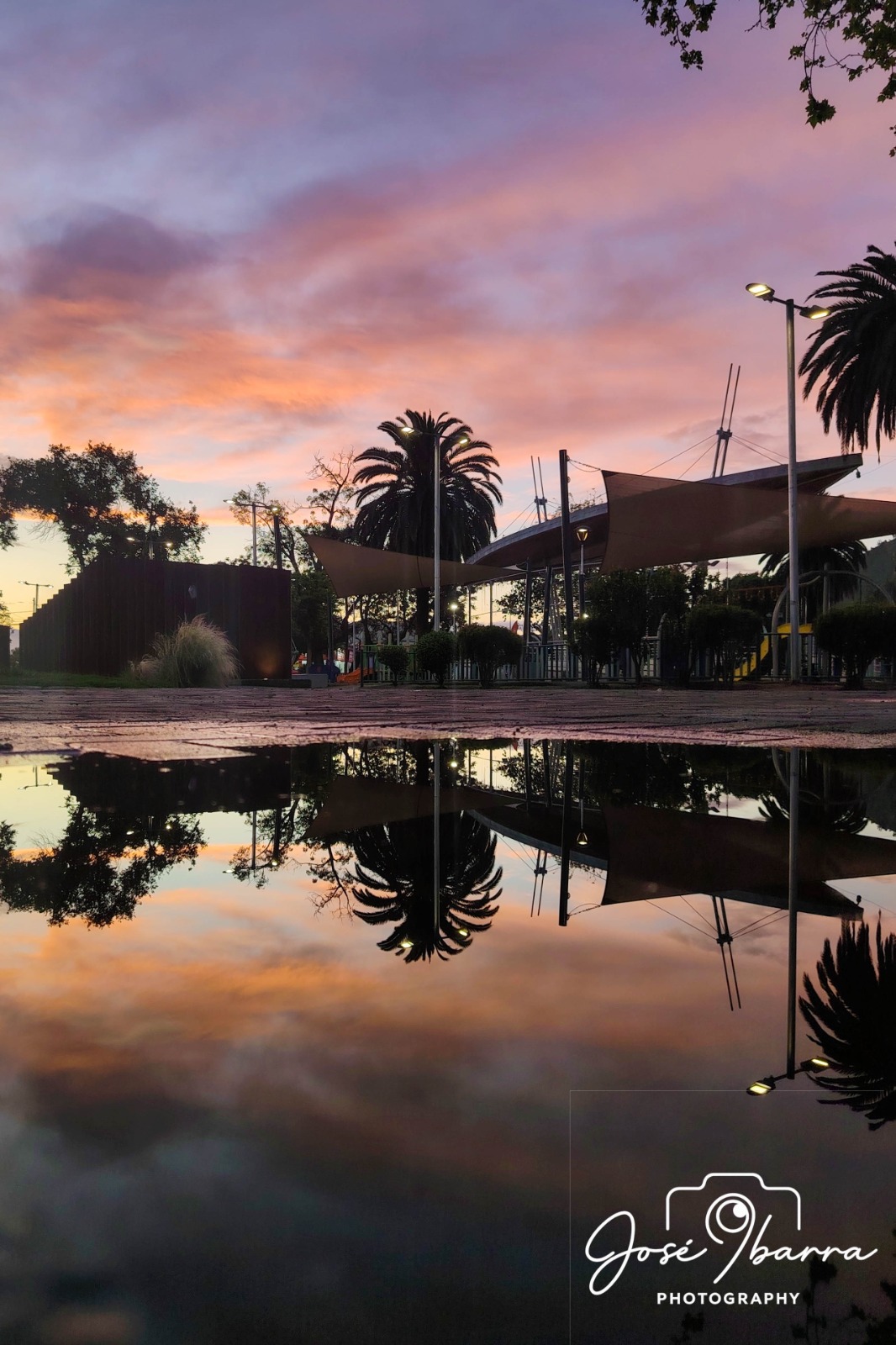 Pink — foto de @Jose_Ibarra en el concurso de Fotomica