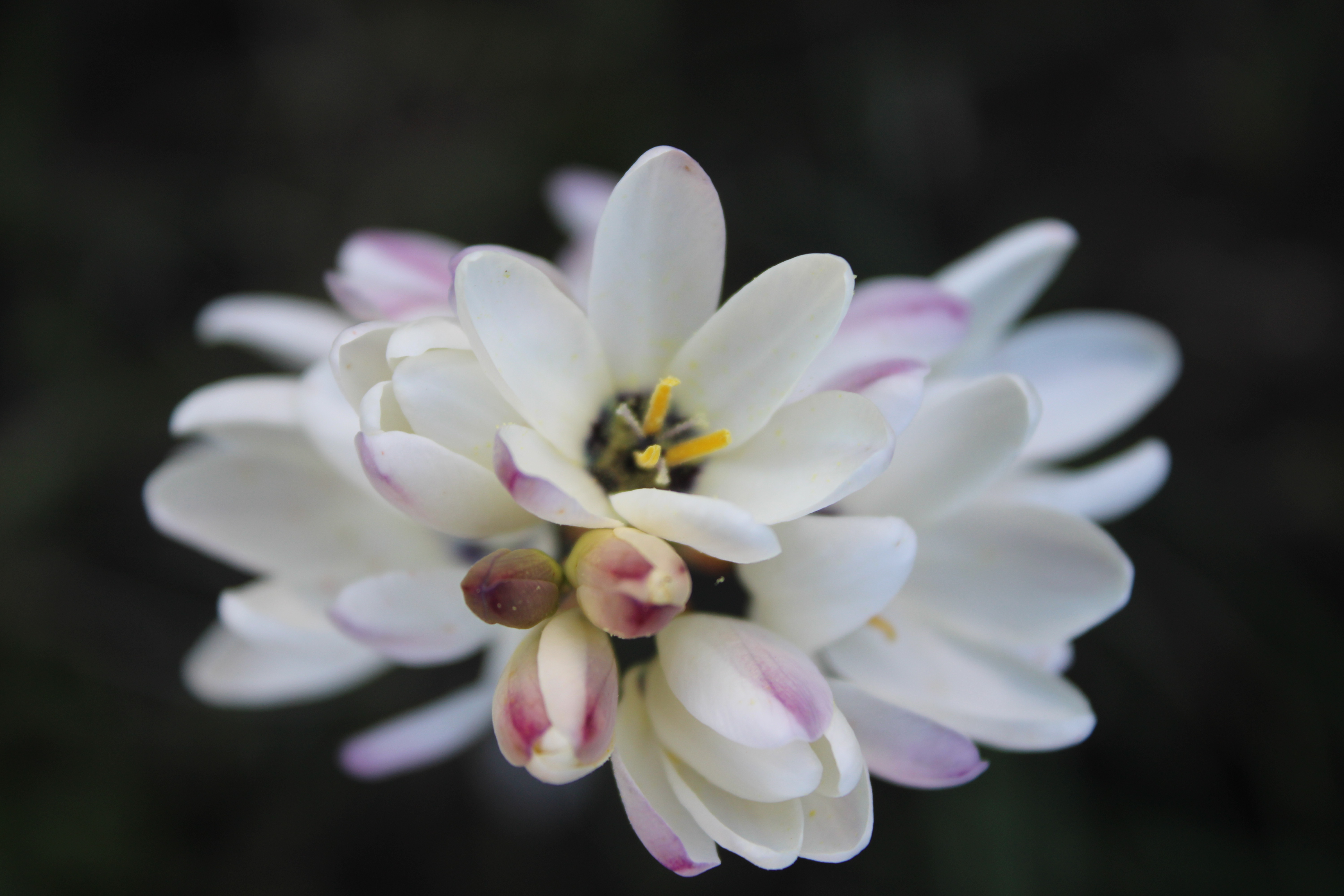 Blanca  — foto de @franie en el concurso de Fotomica