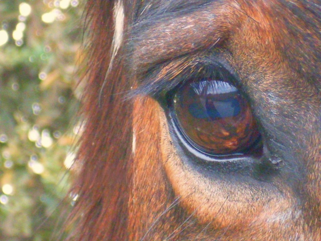 Un zoom al auxilio — foto de @franvalsm en el concurso de Fotomica